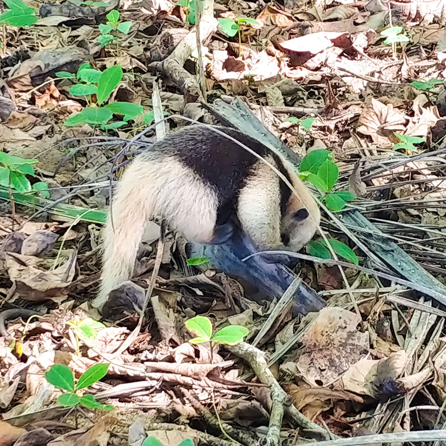 Anteater